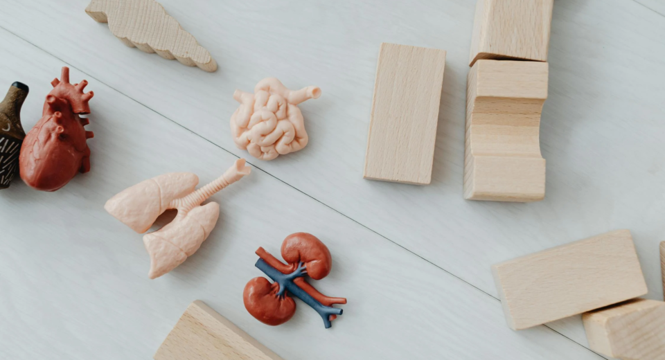 Photo by Photo By: Kaboompics.com from Pexels: https://www.pexels.com/photo/wooden-blocks-near-toy-body-parts-7269618/