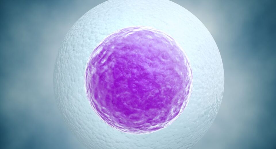 egg freezing singapore