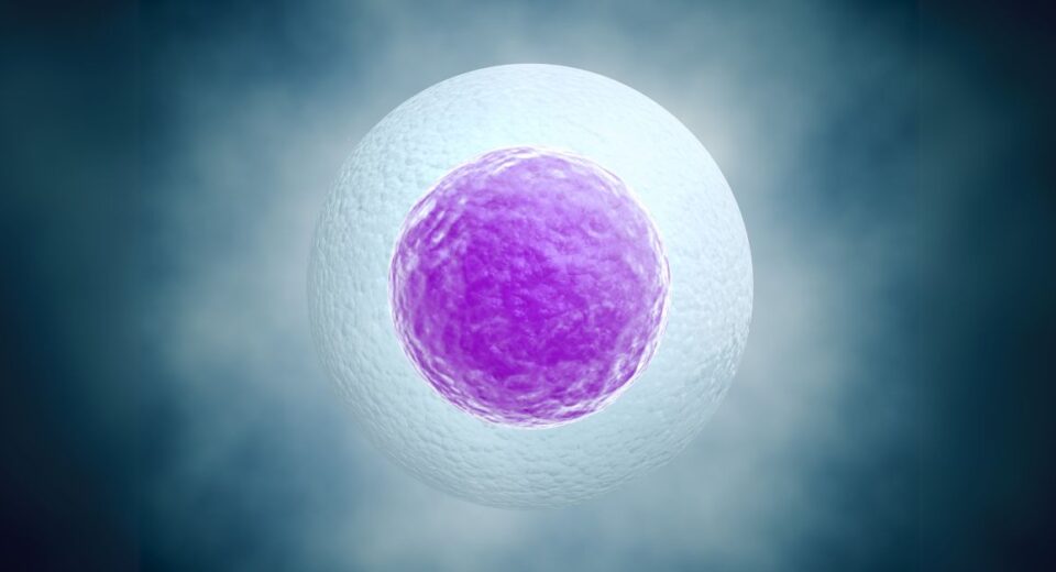 egg freezing thailand cost