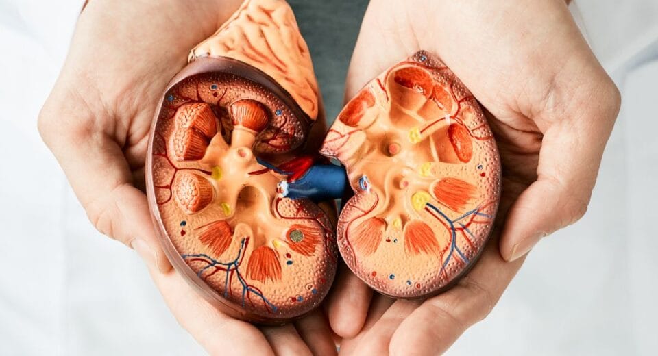 iga nephropathy treatment