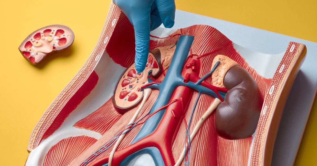 kidney transplant cost in singapore
